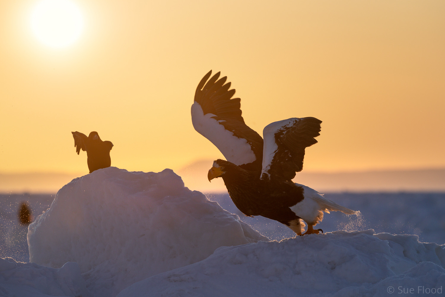 Steller’s Sea Eagles, Rausu, Hokkaido, Japan