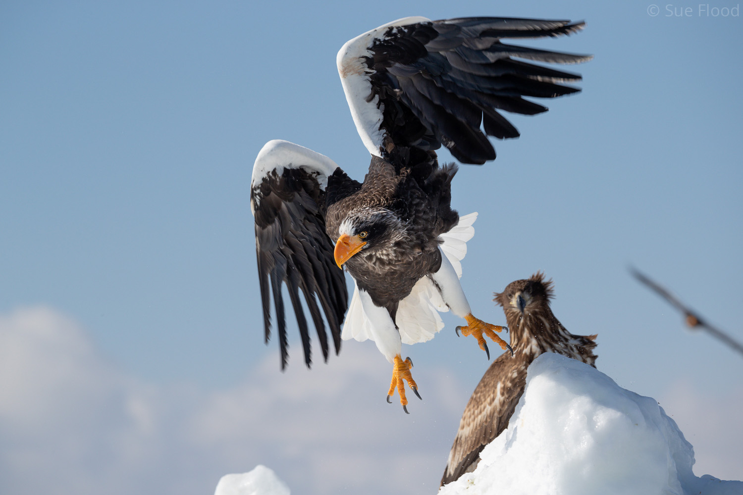 Steller’s Sea Eagle, Rausu, Hokkaido, Japan