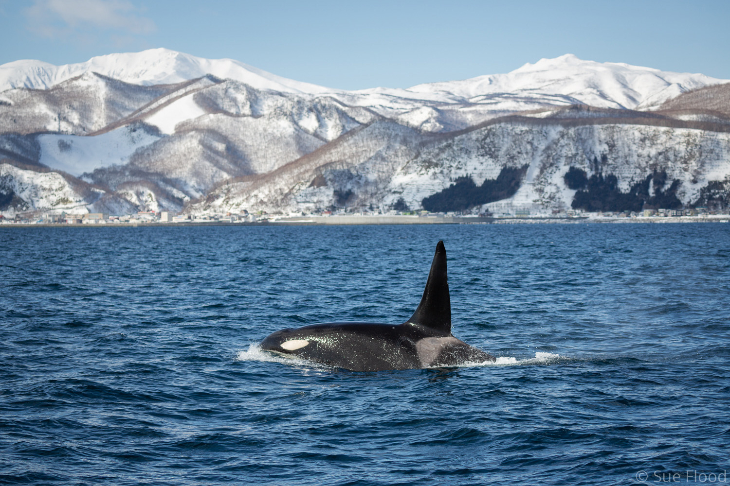 Orca or killer whales, Rausu, Hokkaido, Japan