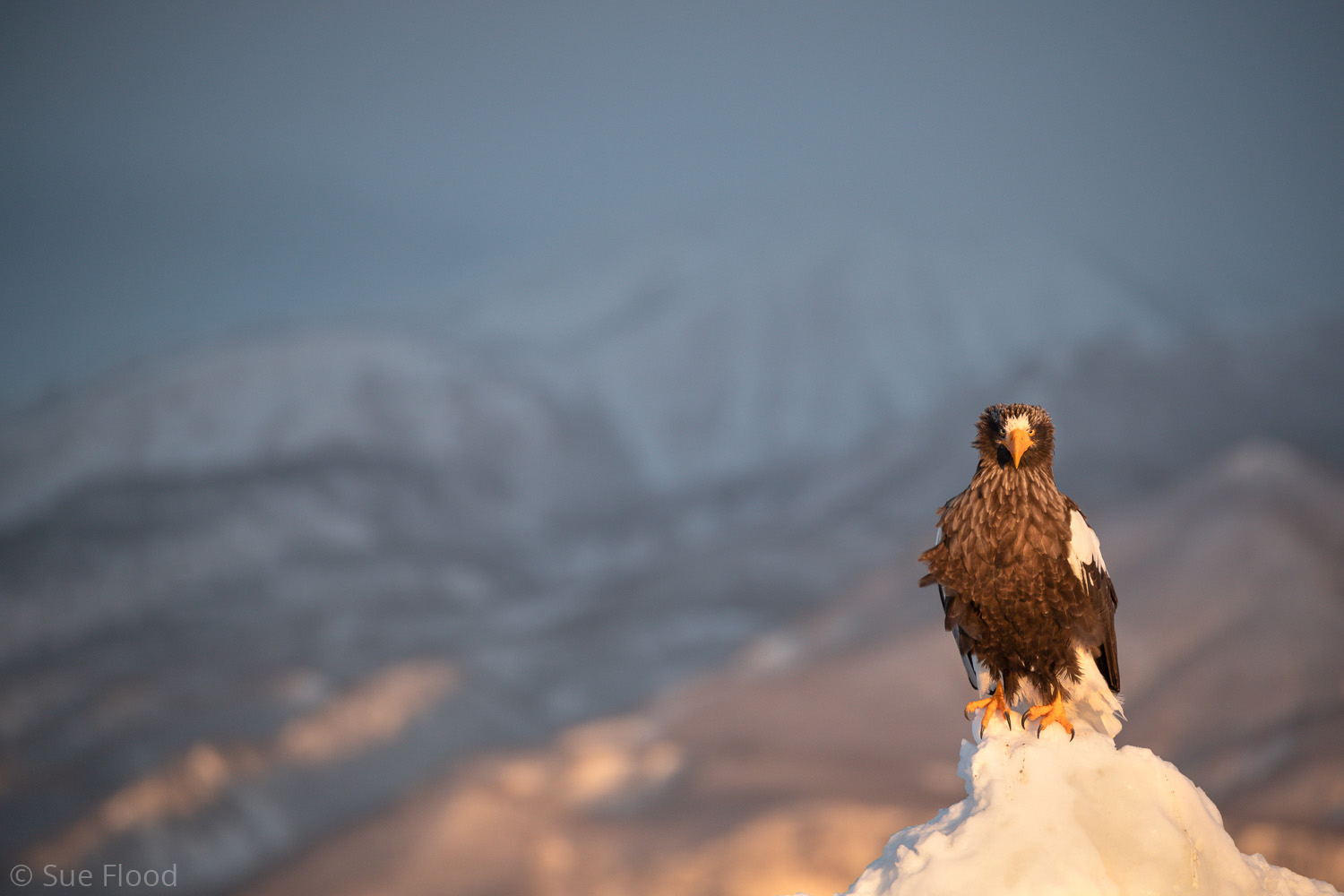 Steller’s Sea Eagle, Rausu, Hokkaido, Japan