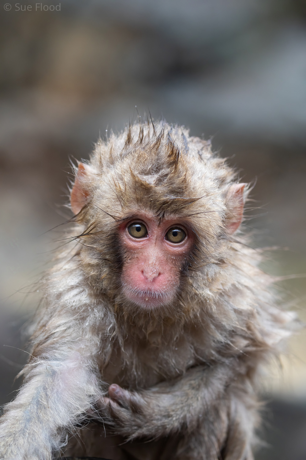 Japanese macaque or snow monkey, Joshinetsu Kogen National Park, Japan