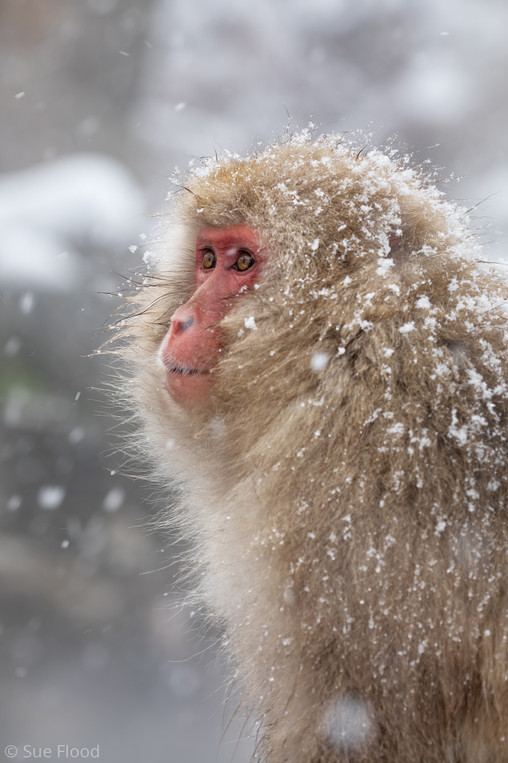 Japanese macaque or snow monkey, Joshinetsu Kogen National Park, Japan