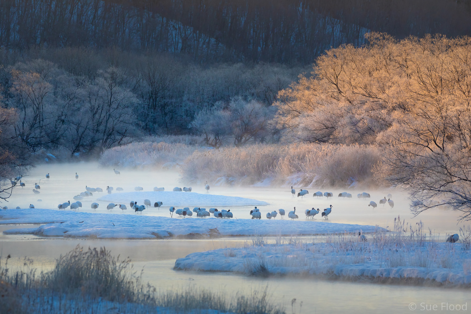 Red-crowned cranes on roost, Kushiro, Hokkaido, Japan