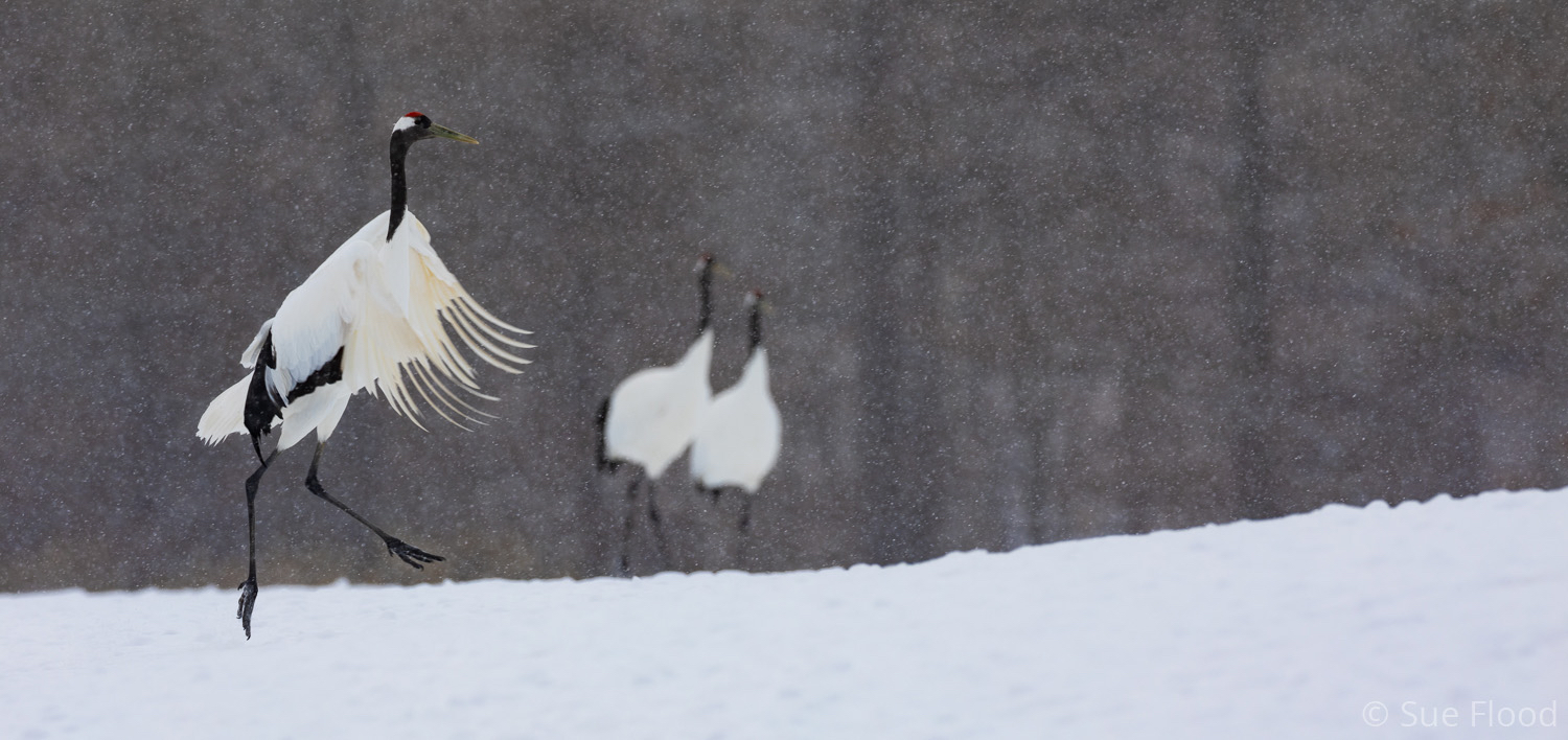 Red-crowned cranes, Kushiro, Hokkaido, Japan