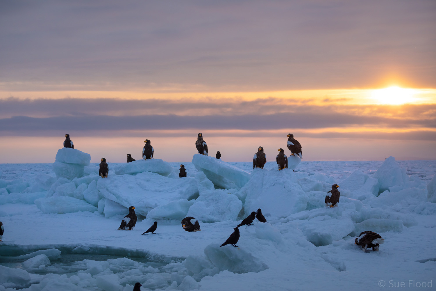 Steller’s Sea Eagles, Rausu, Hokkaido, Japan