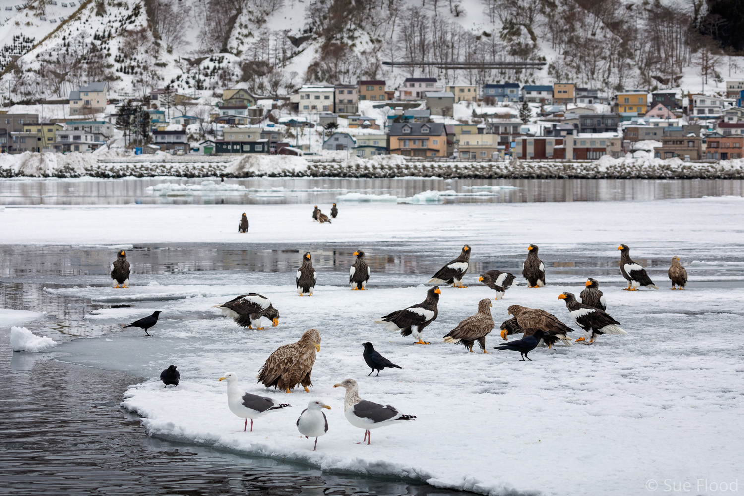 Steller’s Sea Eagles, Rausu, Hokkaido, Japan