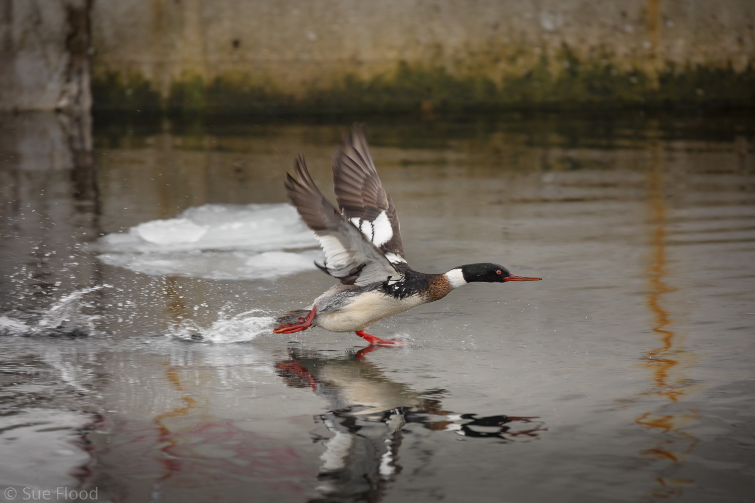 Merganser, Rausu, Hokkaido, Japan