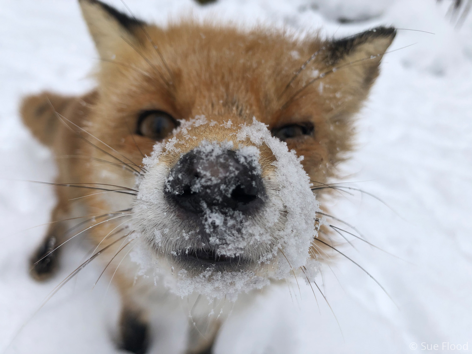 Red fox, Hokkaido, Japan