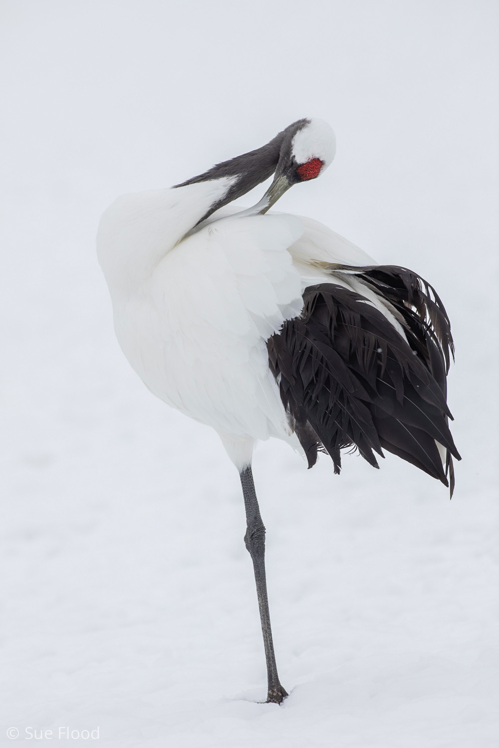 Red-crowned crane preening, Kushiro, Hokkaido, Japan