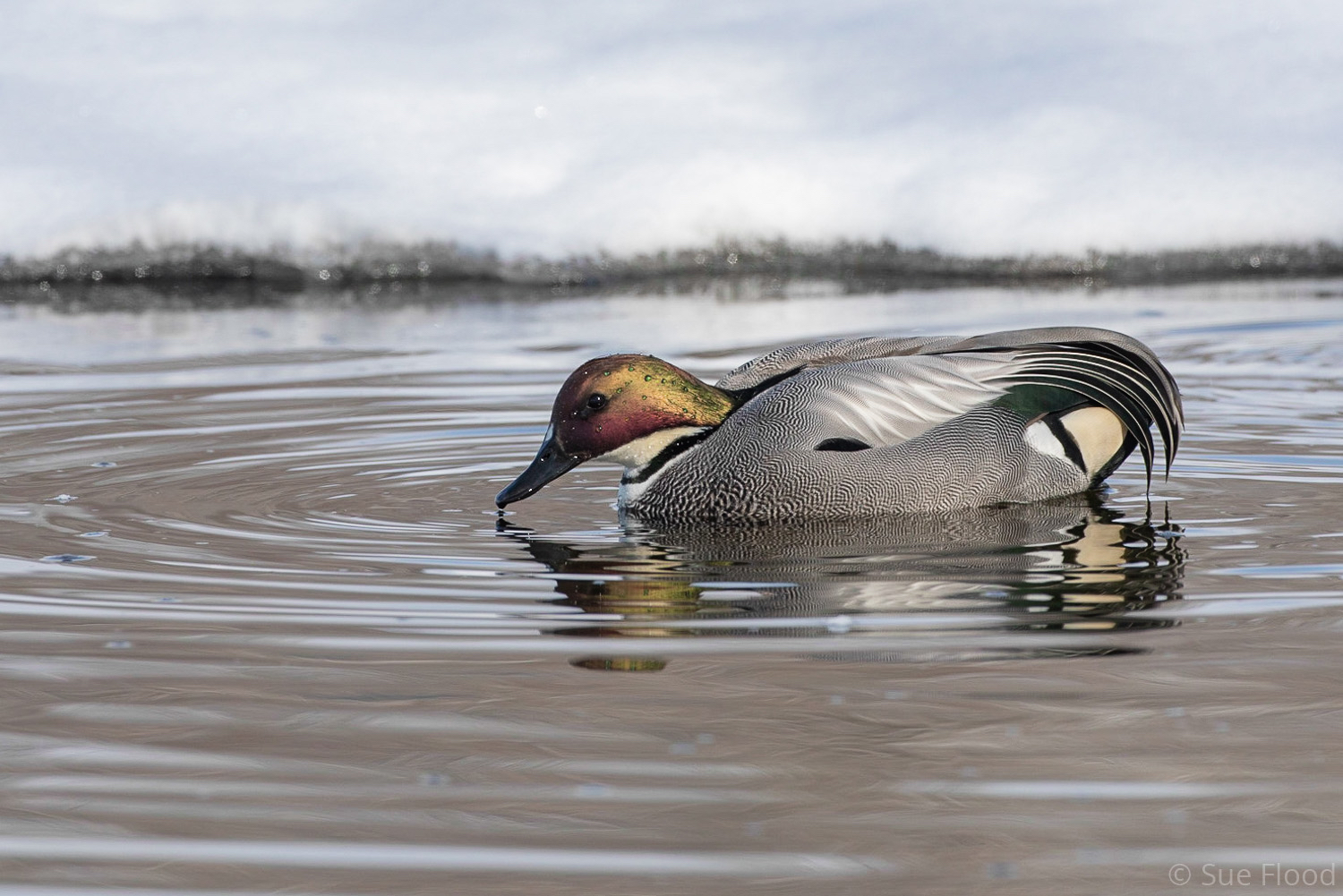 Falcated duck, Rausu, Hokkaido, Japan