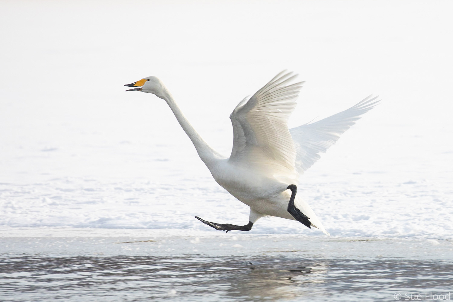 Whooper swan, coming in to land, Lake Kushiro, Hokkaido, Japan