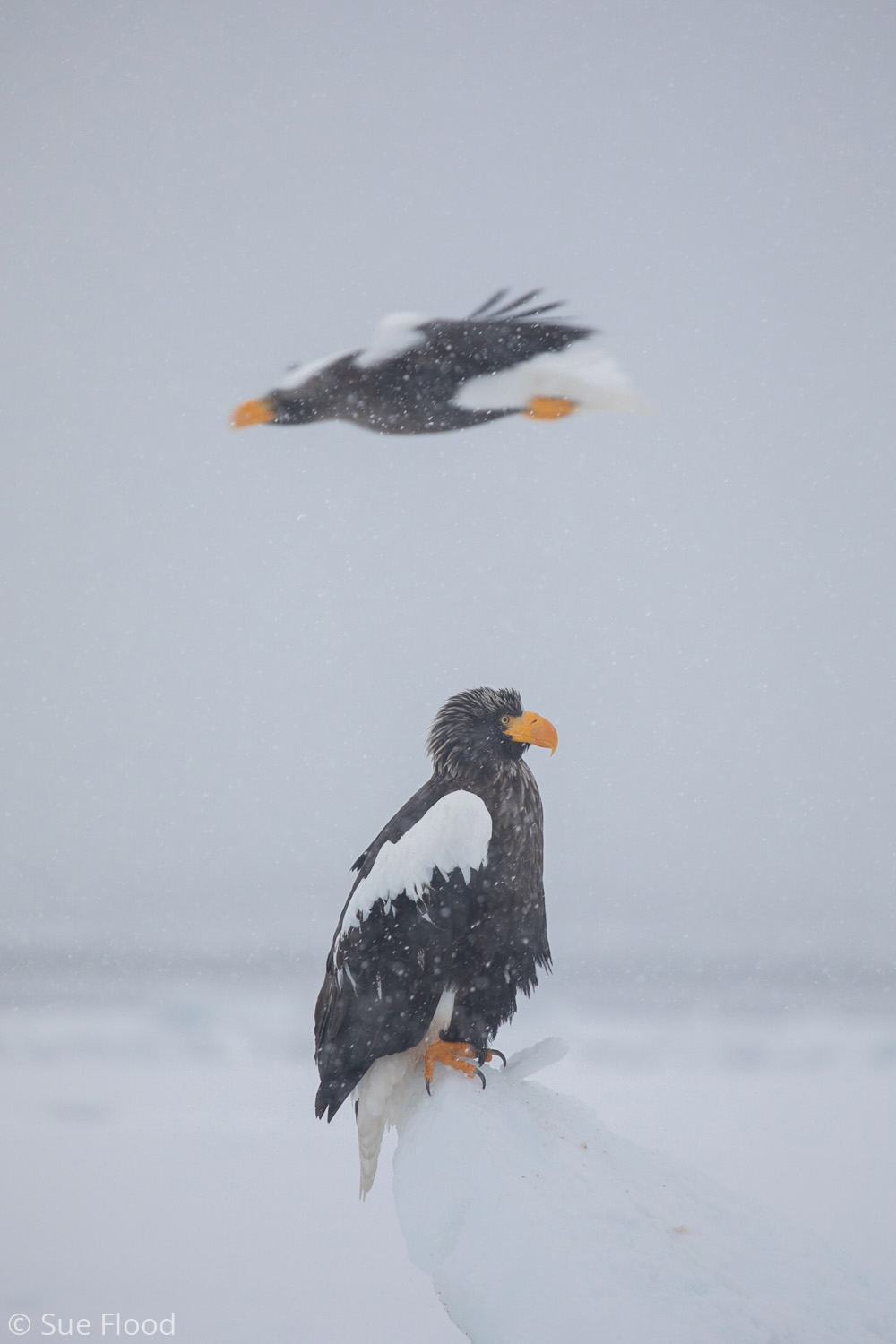 Steller’s Sea Eagles, Rausu, Hokkaido, Japan