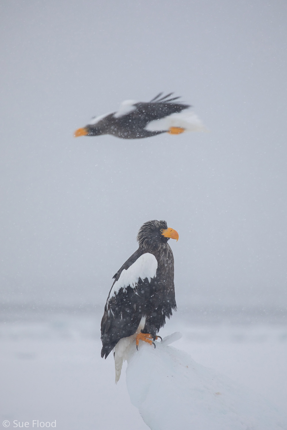 Steller’s Sea Eagles, Rausu, Hokkaido, Japan