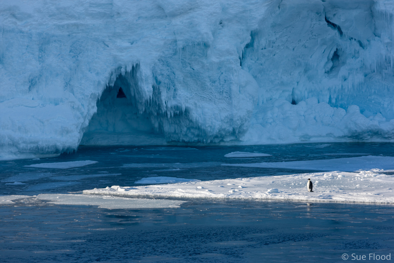 Lone emperor on sea ice, Antarctica