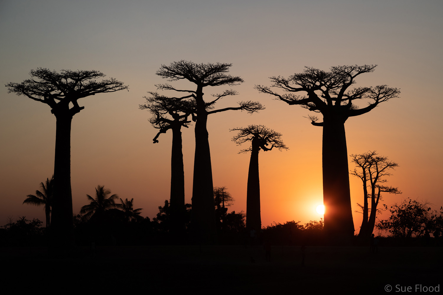 Avenue of the Baobabs, Madagascar