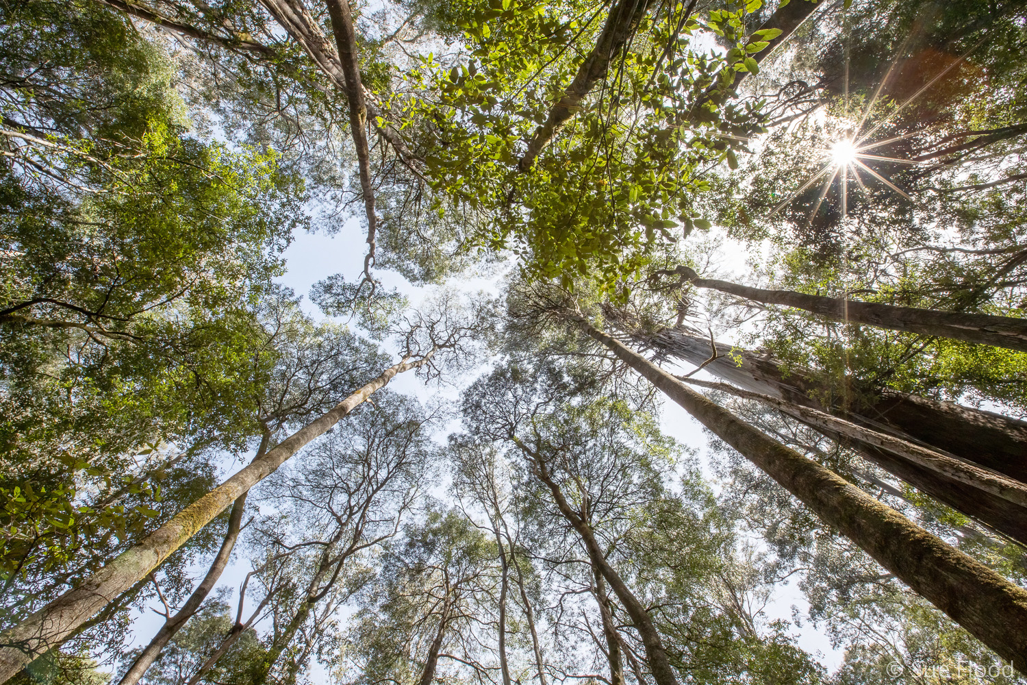 Tasmanian rainforest