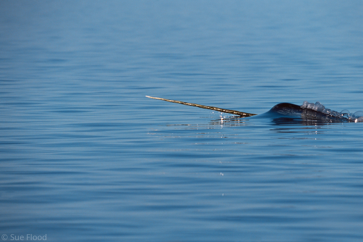 Narwhal, Lancaster Sound, Nunavut, Canadian Arctic