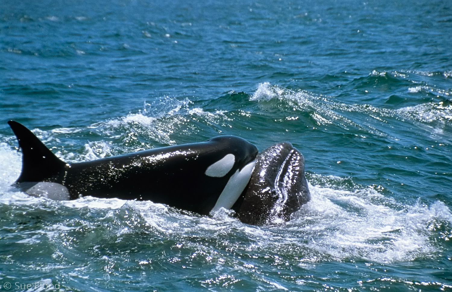 Killer whale or orca attacks grey whale calf, during filming of The Blue Planet, Monterey Bay, California.