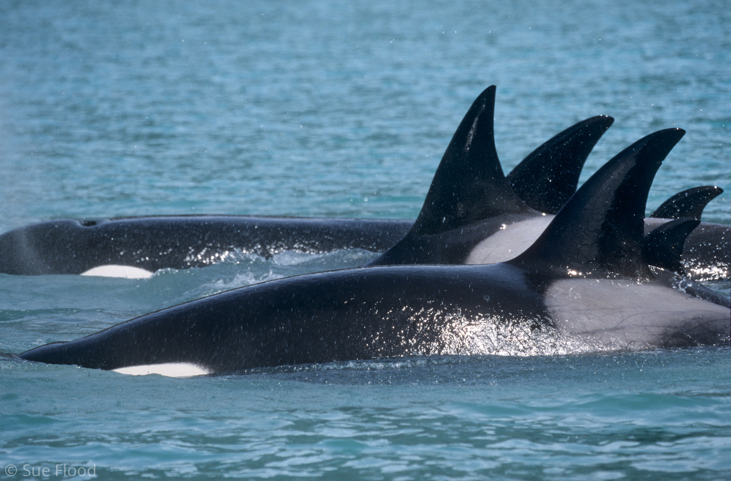 Killer whales or orca, British Columbia, Canada