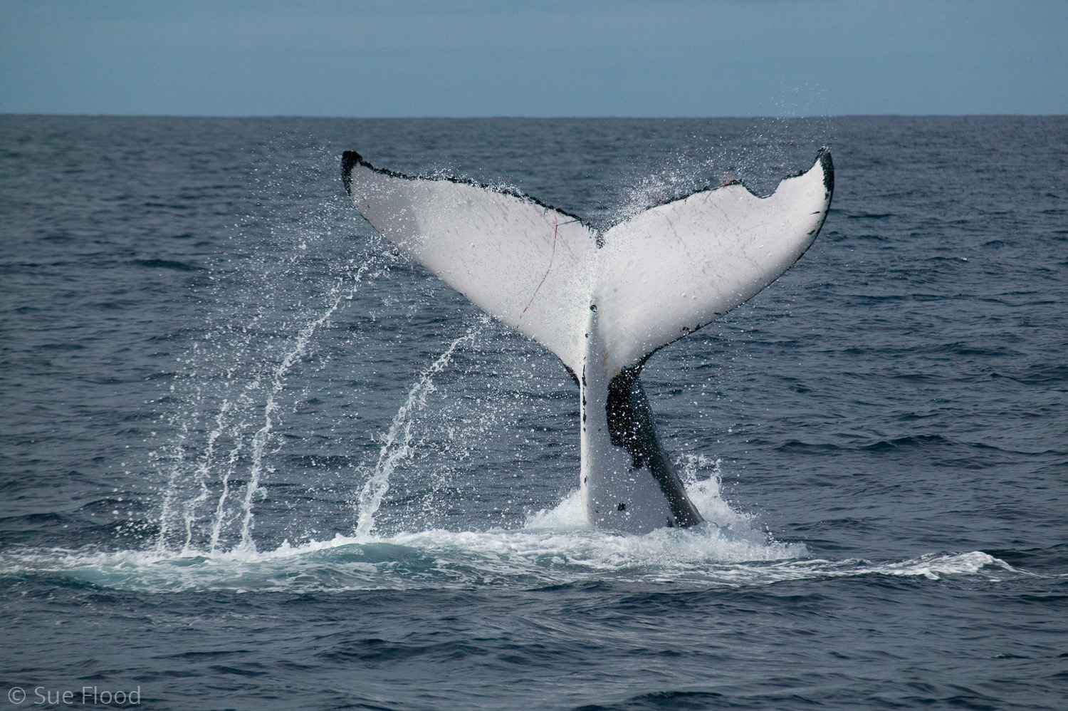 Humpback whale fluke, Vava’u Islands, Kingdom of Tonga, South Pacific