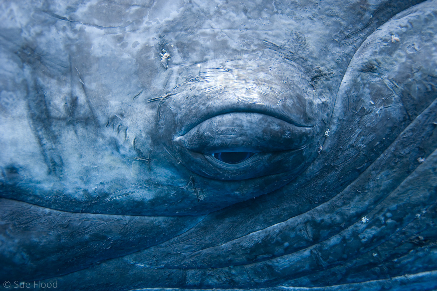 Eye of Humpback, Vava’u Islands, Kingdom of Tonga, South Pacific