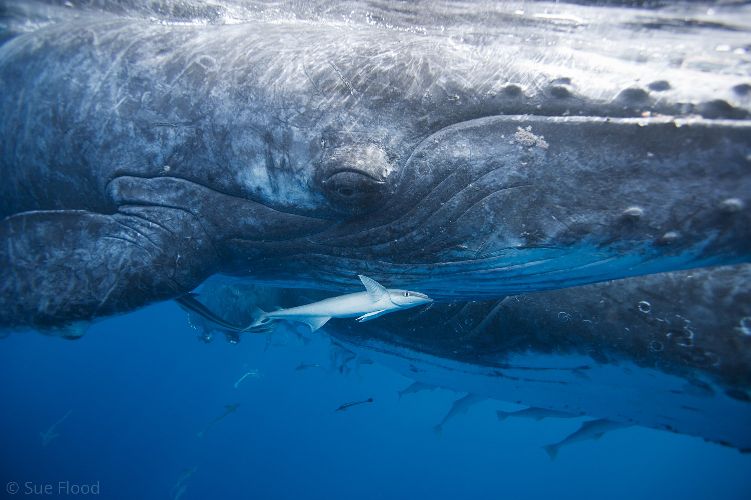 Humpback whale mother and calf, Vava’u Islands, Kingdom of Tonga, South Pacific