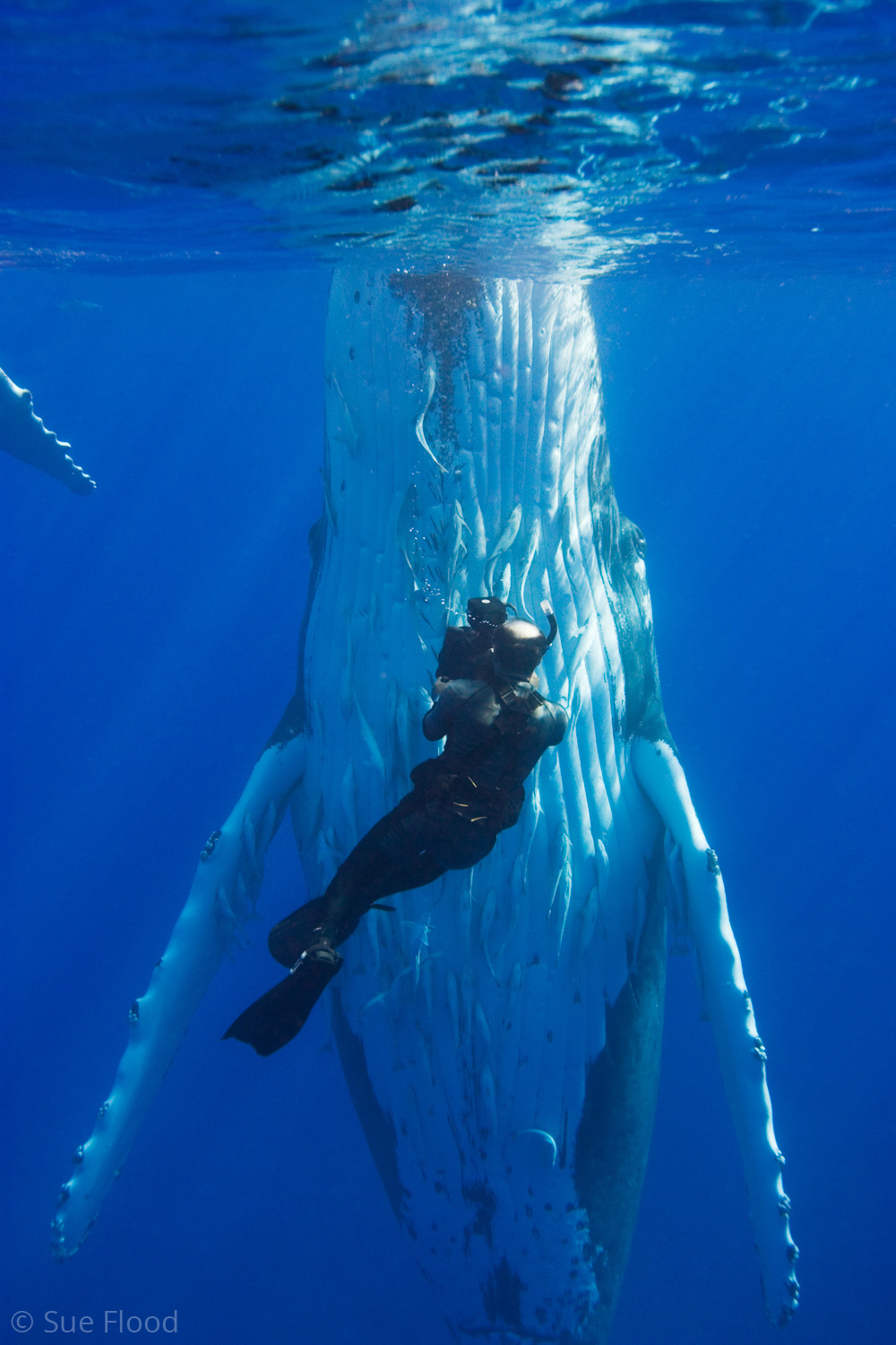Humpback whale and cameraman Doug Allan, Vava’u Islands, Kingdom of Tonga, South Pacific