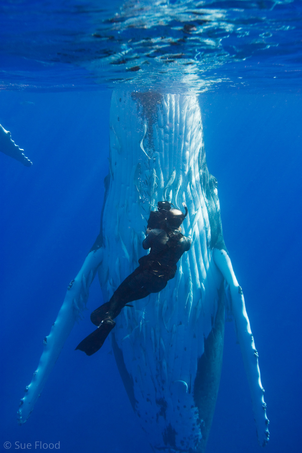 Humpback whale and cameraman Doug Allan, Vava’u Islands, Kingdom of Tonga, South Pacific