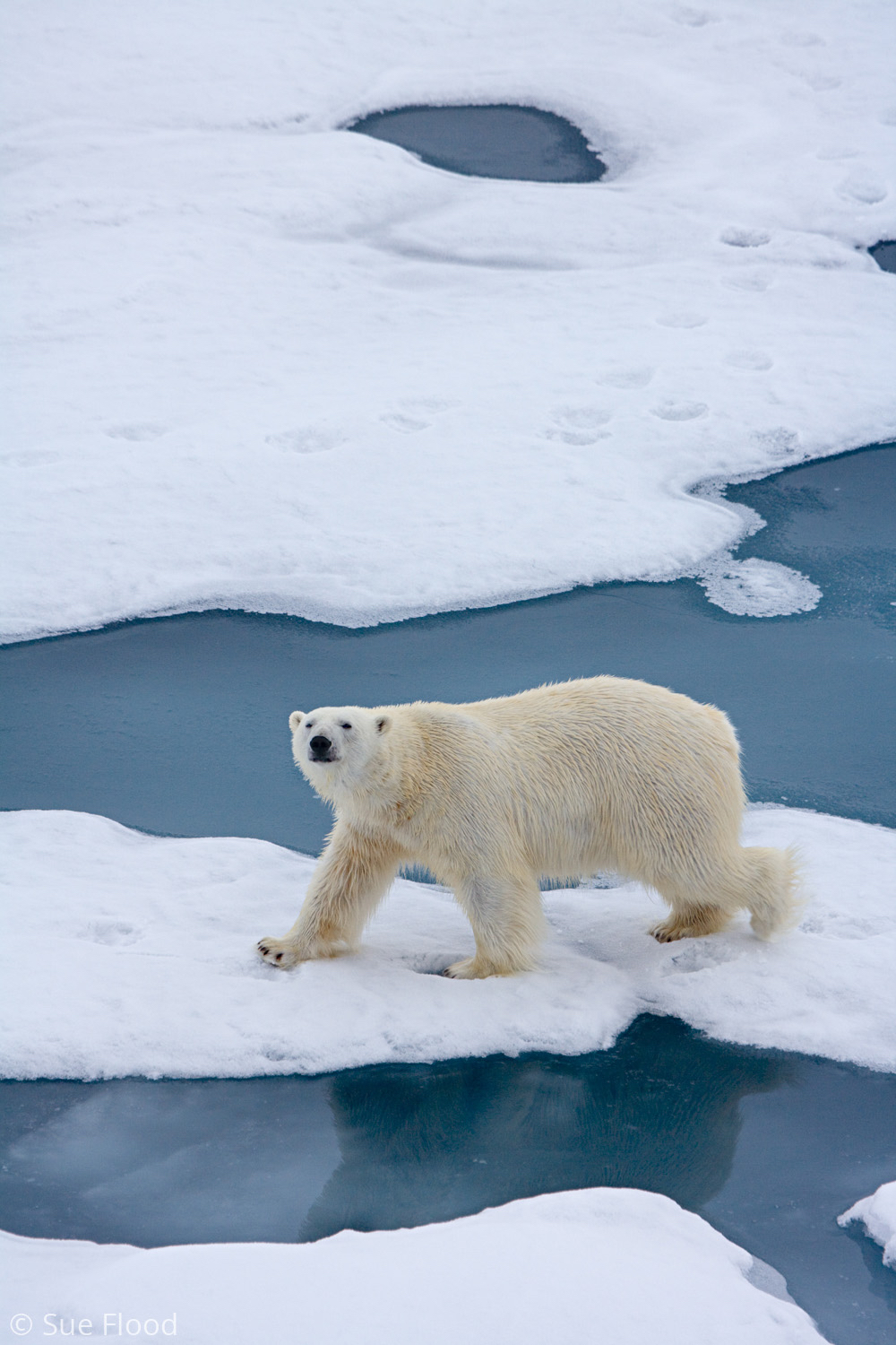 Polar bear, Svalbard, Norwegian Arctic.