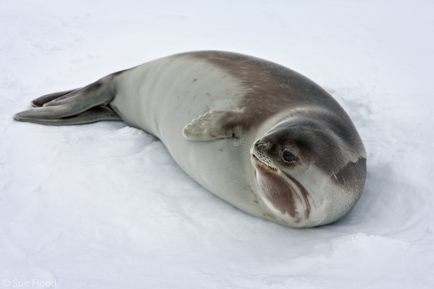 Ross Seal, Ross Sea, Antarctica