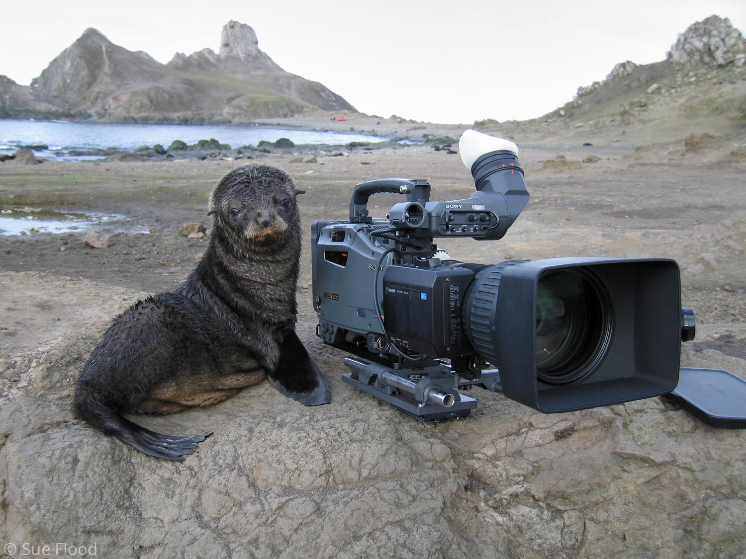 Fur seal pup with video camera during filming of Planet Earth, South Shetland Islands