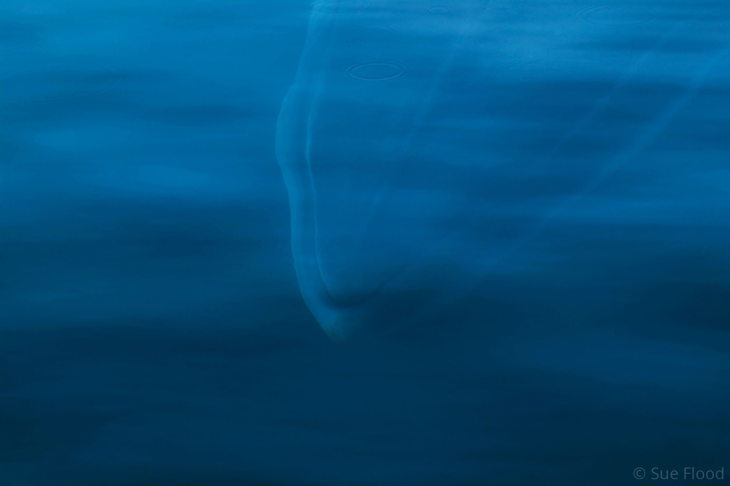 Minke whale, Antarctic peninsula