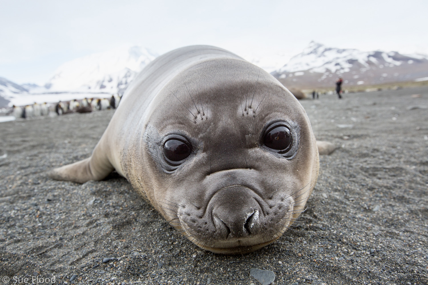 Elephant seal pup, South Georgia