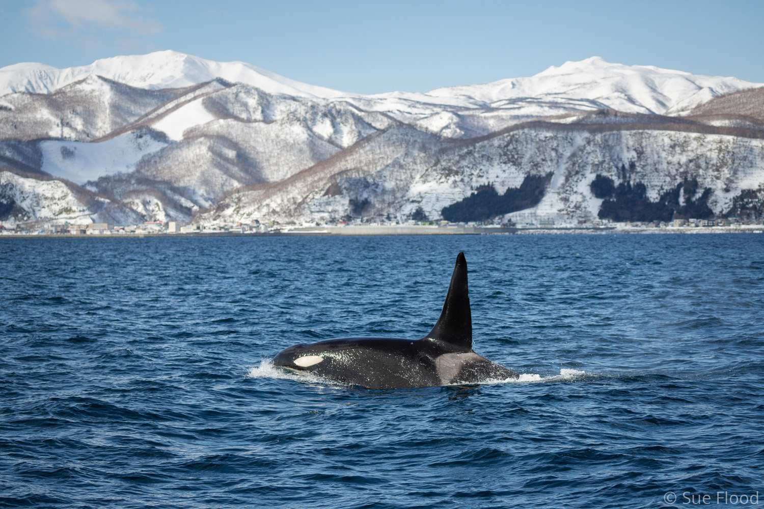 Orca or killer whales, Rausu, Hokkaido, Japan