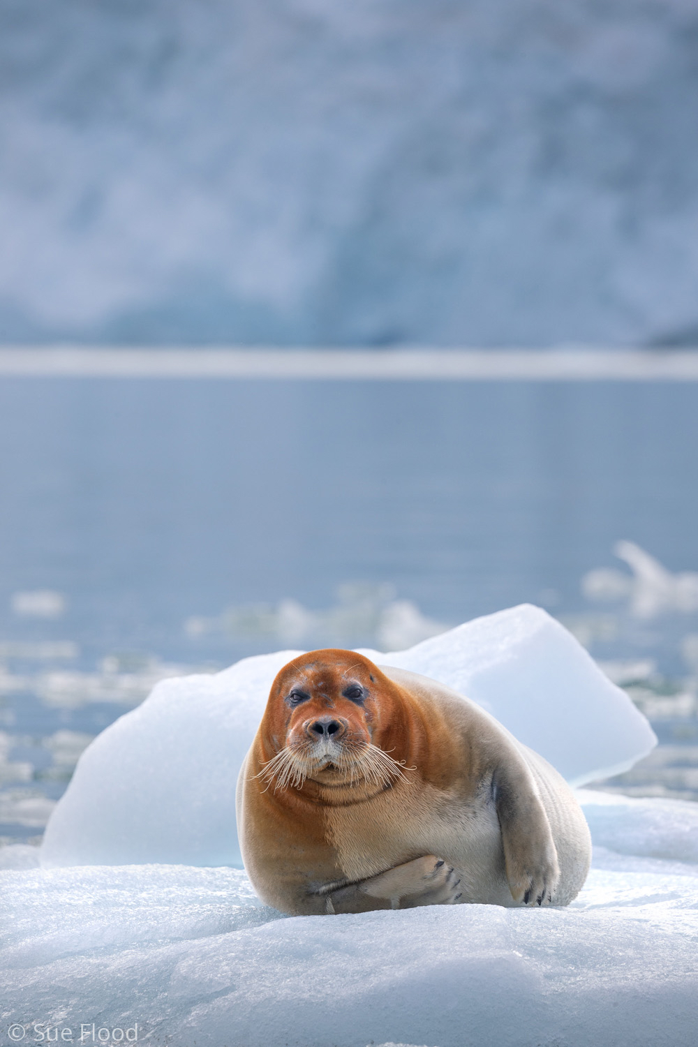 Bearded seal on ice floe, Svalbard, Norwegian Arctic