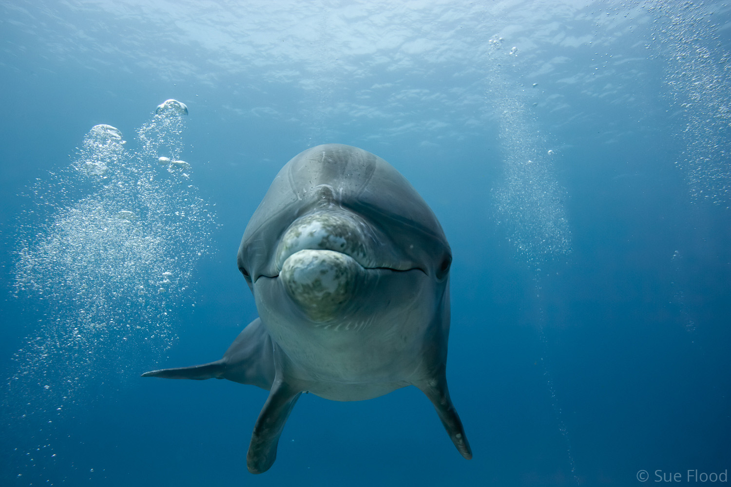 Bottlenose Dolphin, Roatan, British Honduras