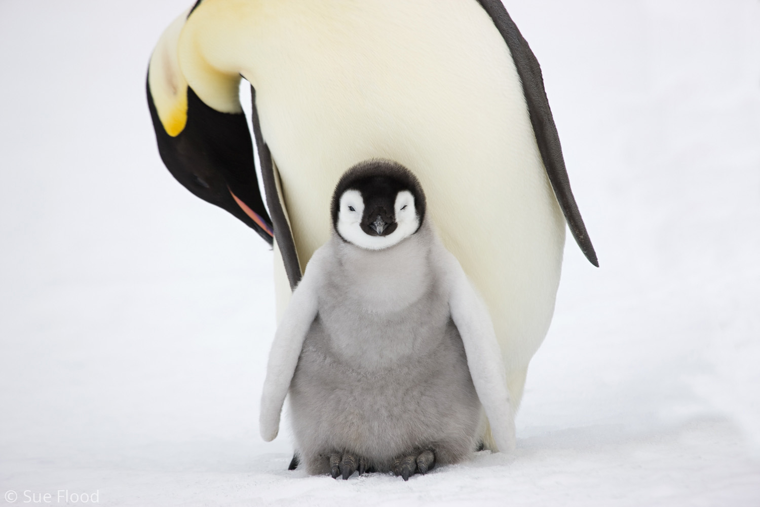 Emperor penguin adult and chick, Snow Hill Island, Weddell Sea