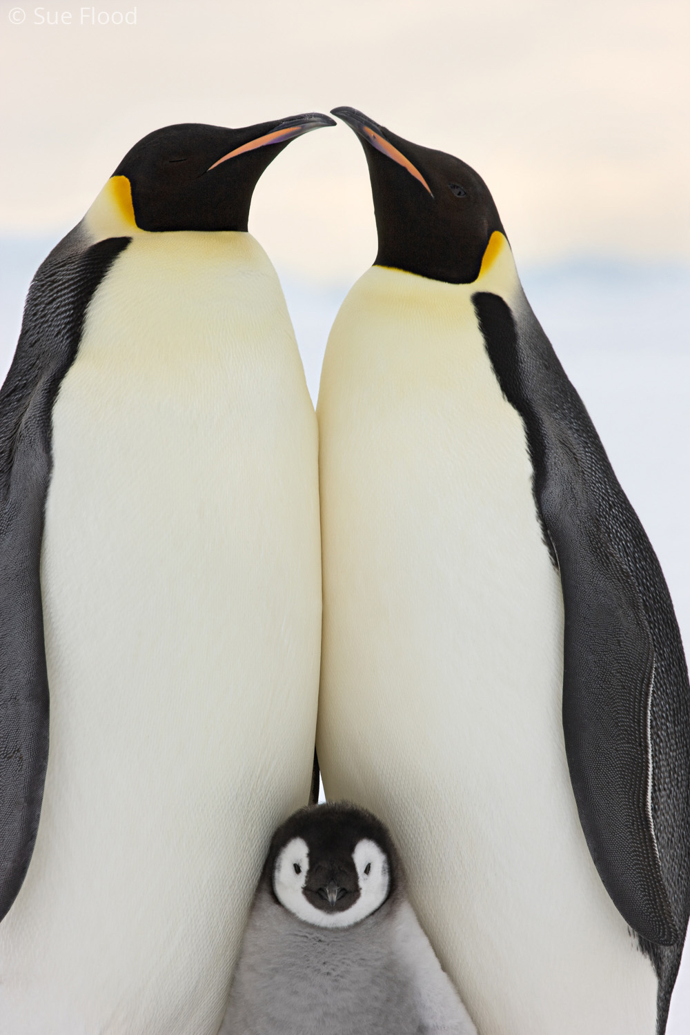 Emperor family, Snow Hill Island, Weddell Sea