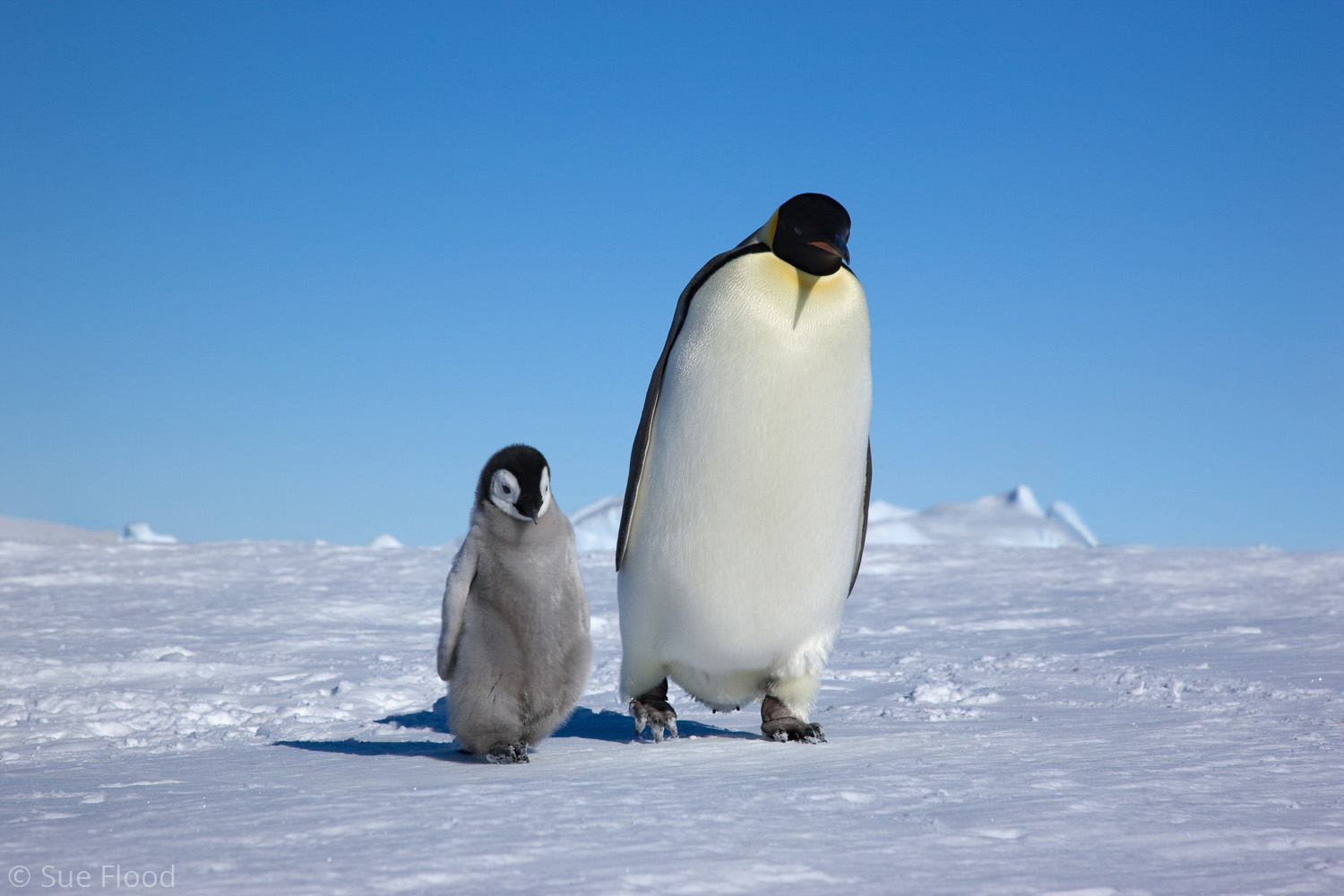 Emperor penguin adult and chick, Snow Hill Island, Weddell Sea