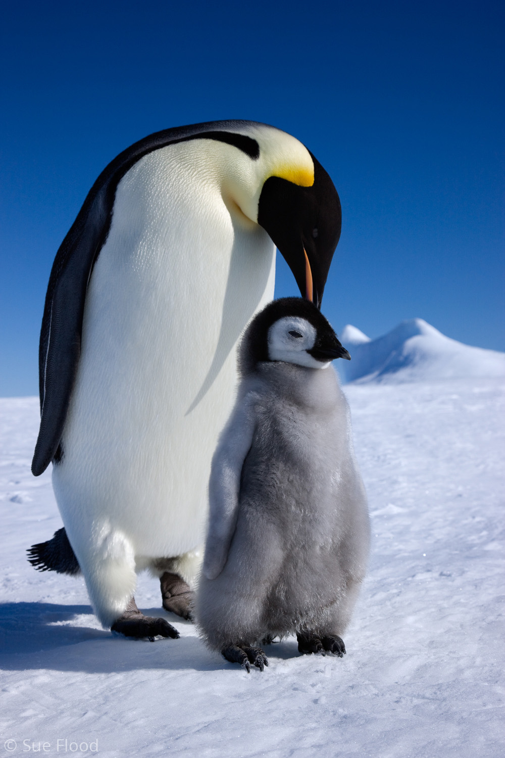 Emperor penguin adult and chick, Snow Hill Island, Weddell Sea