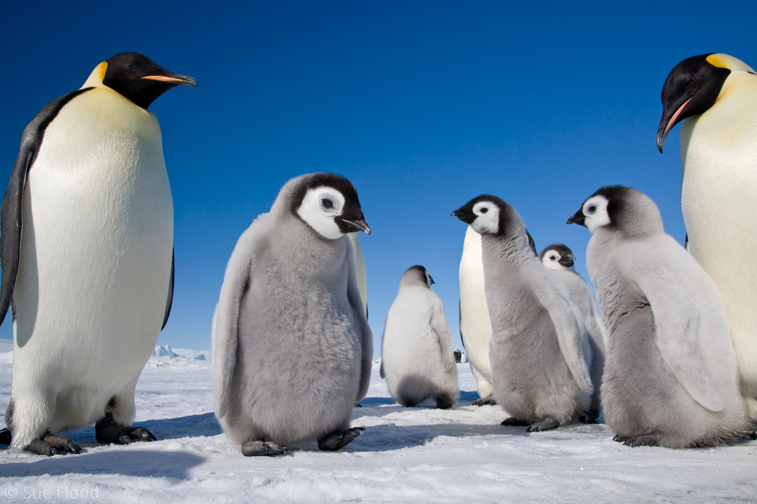 Emperor penguin adult and chicks, Snow Hill Island, Weddell Sea