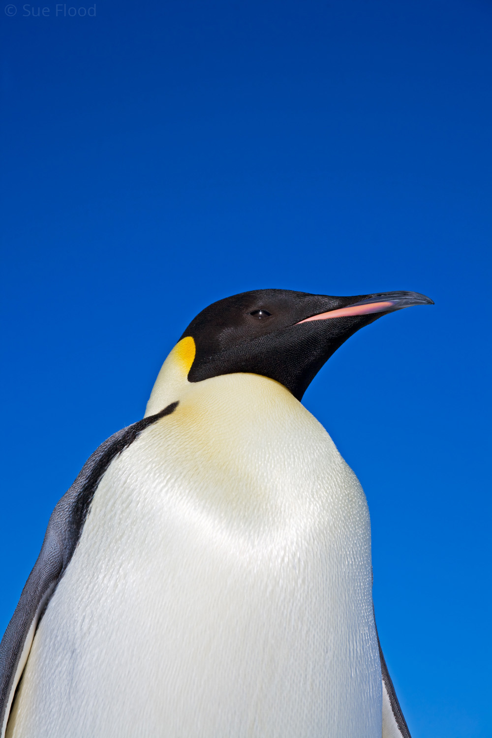 Close up of Emperor penguin, Snow Hill Island, Weddell Sea