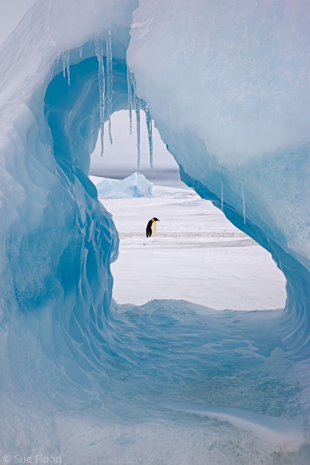 Emperor penguin, Snow Hill Island, Weddell Sea