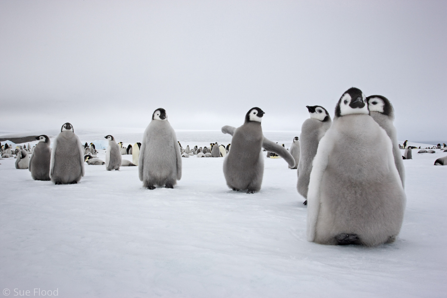 Emperor penguin chicks in creche, Snow Hill Island, Weddell Sea