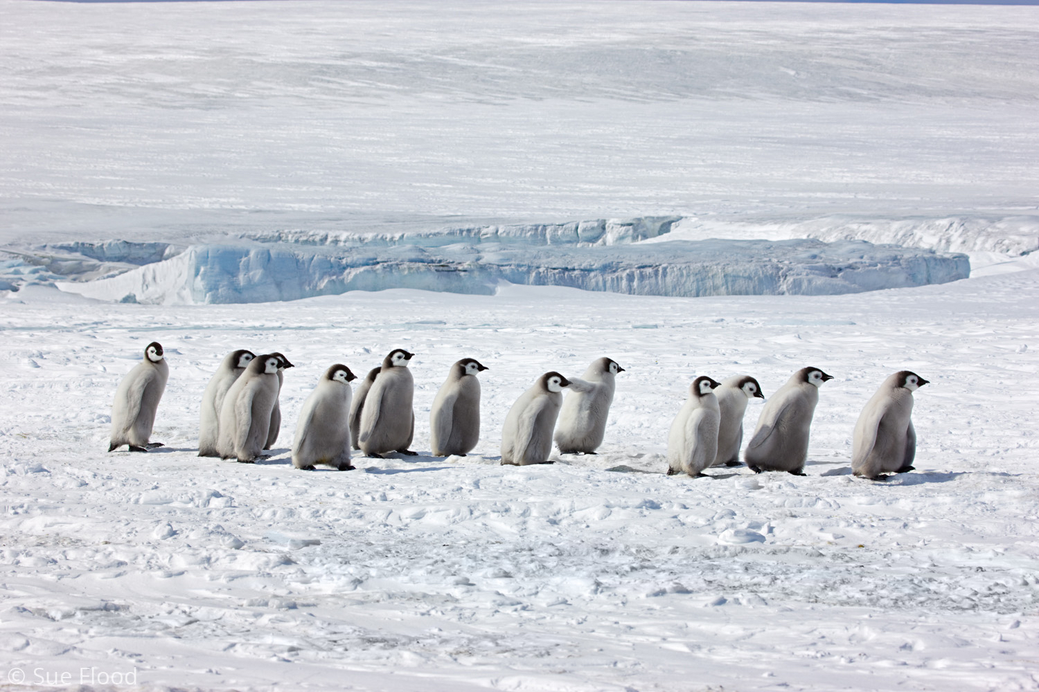 Emperor penguin chicks walkabout, Snow Hill Island, Weddell Sea