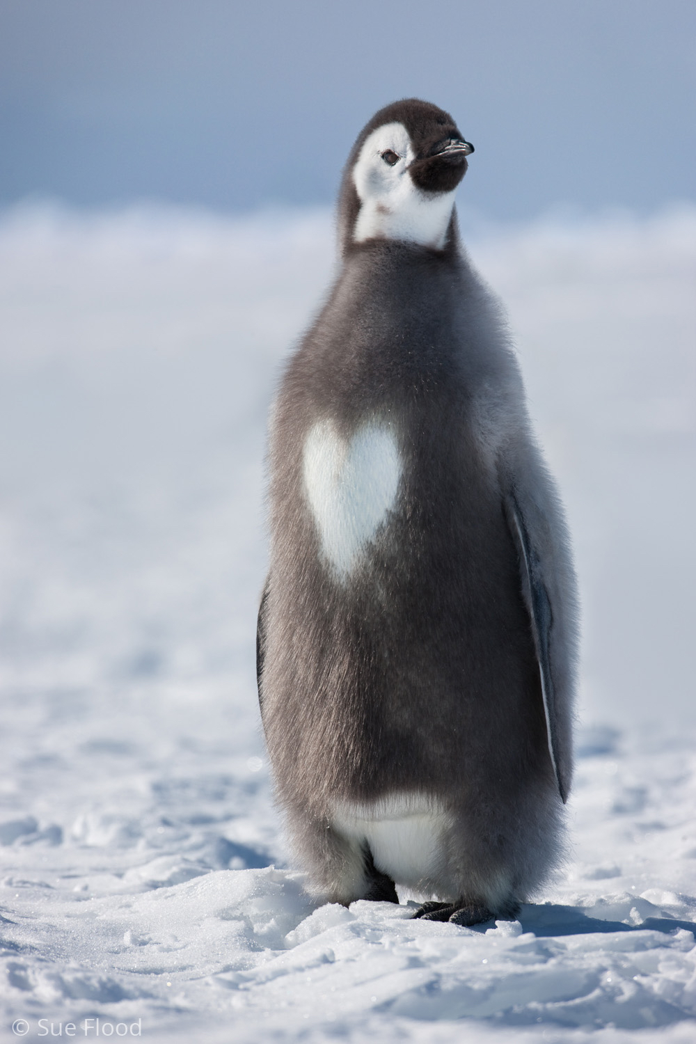 Emperor penguin chick with natural heart pattern, Cape Washington, Ross Sea, Antarctica