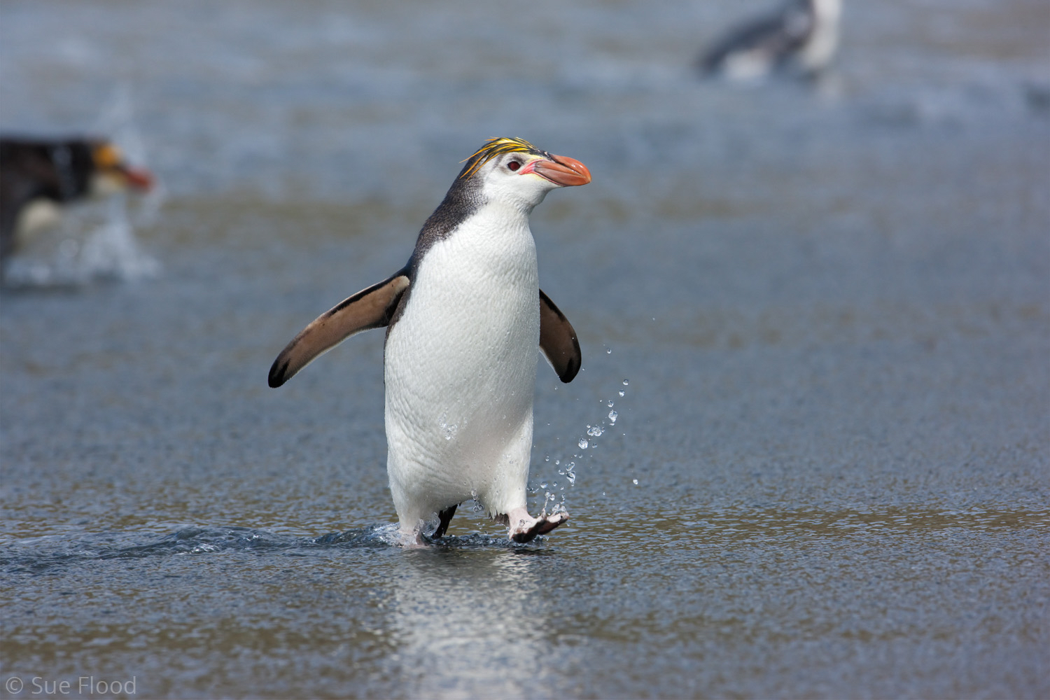 Royal Penguin, Macquarie Island