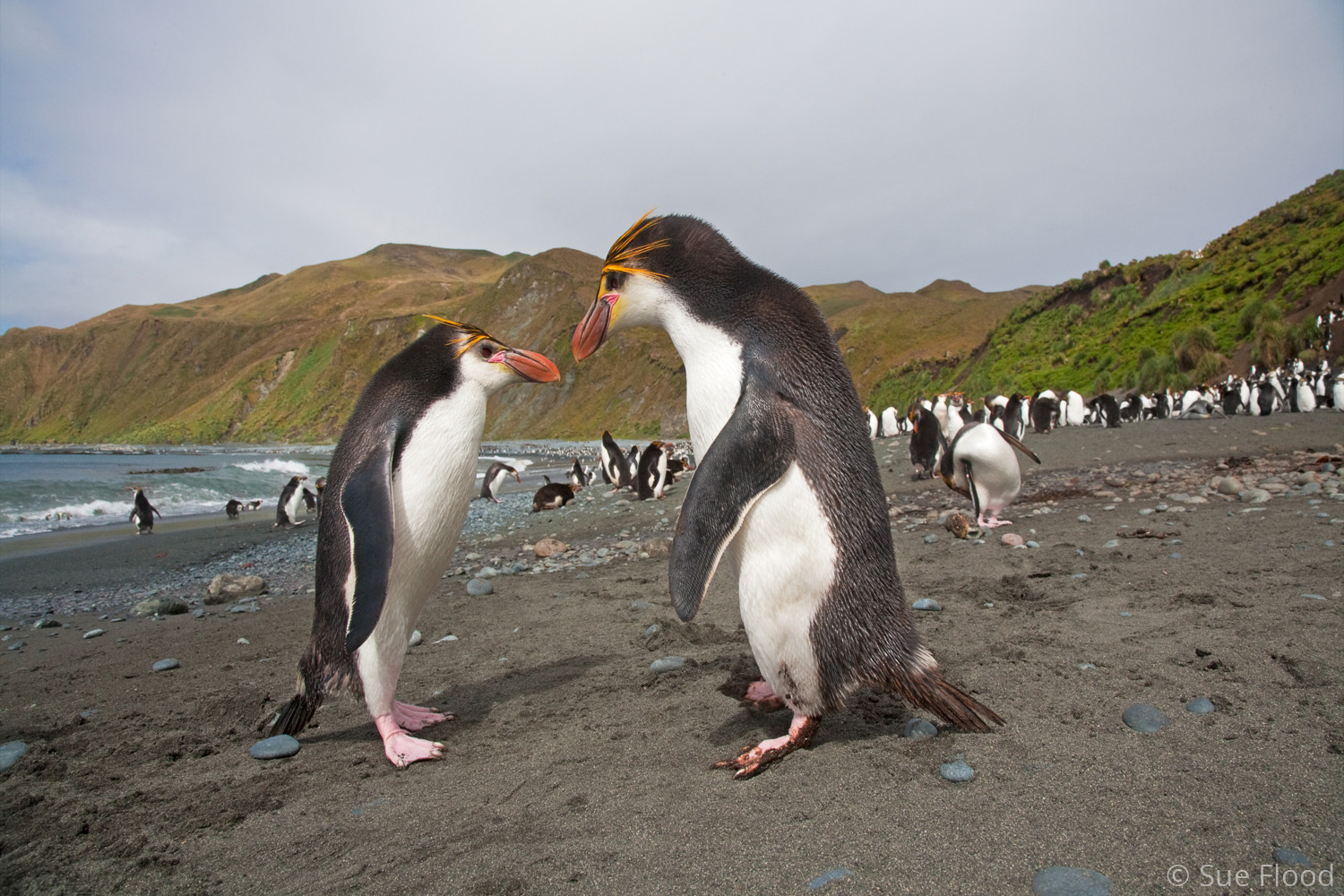 Royal penguins, Macquarie Island