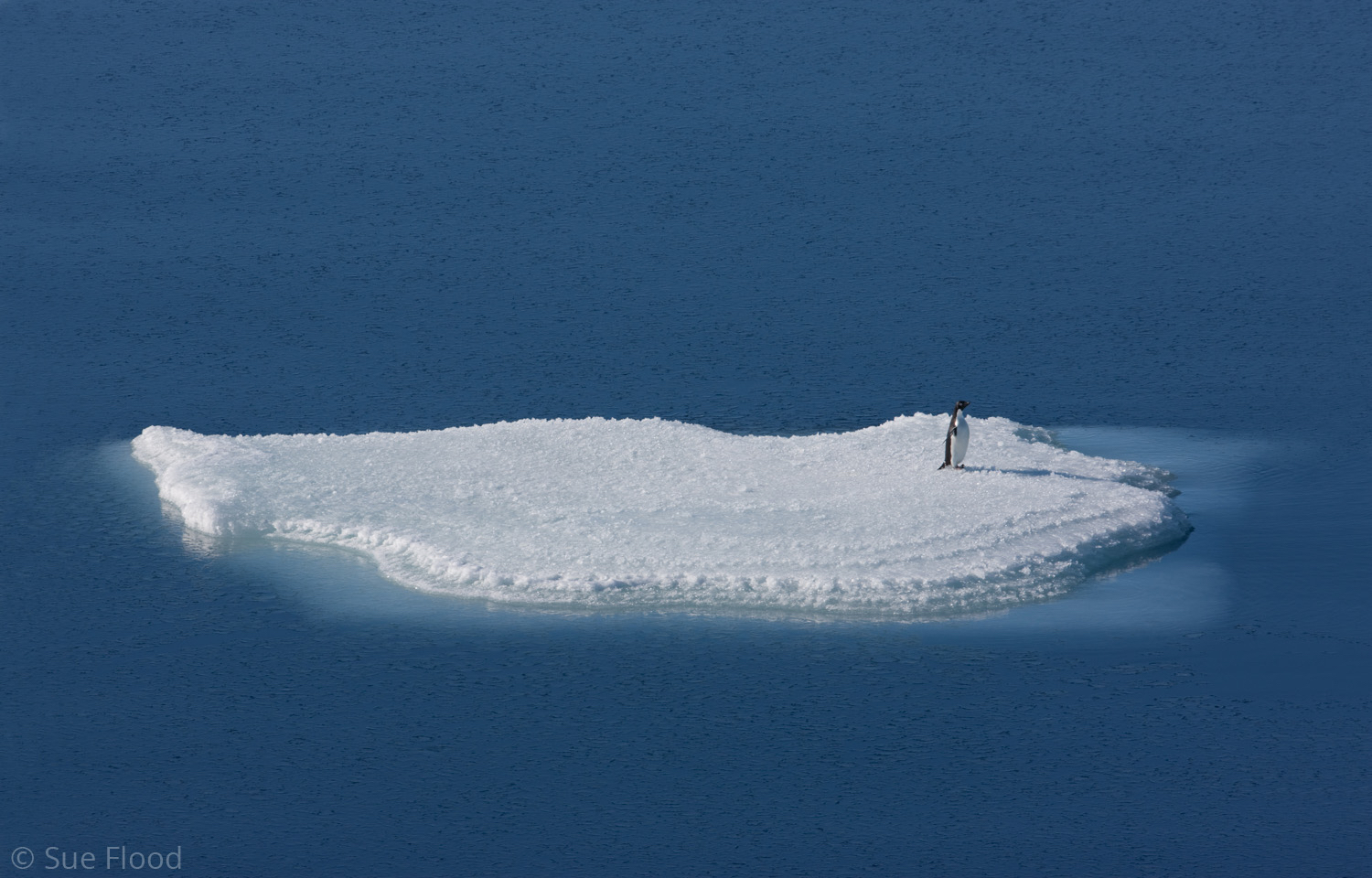 Lone adelie on ice floe, Ross Sea, Antarctic