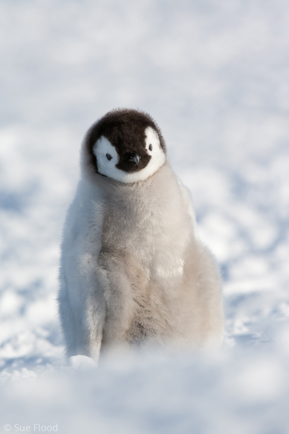 Emperor penguin chick, Snow Hill Island, Weddell Sea